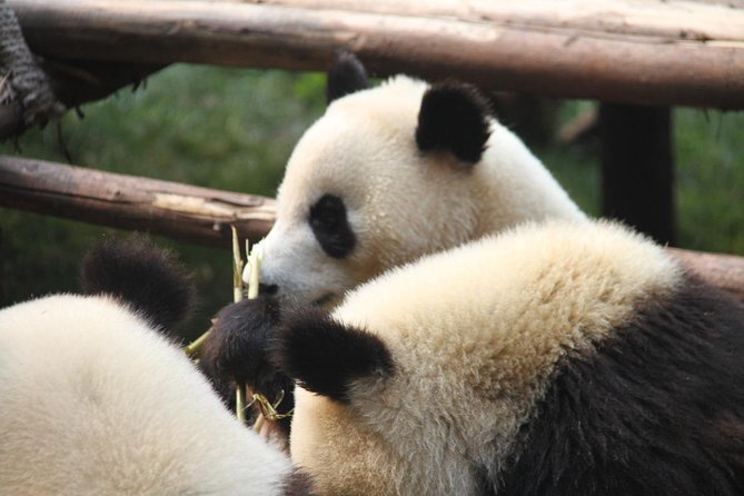 6-Day Private Tour From Chengdu to Guilin With Lunch - Terms and Conditions
