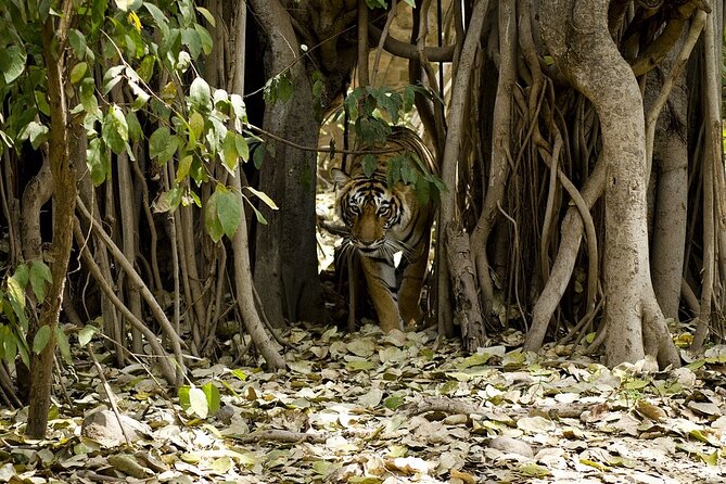 A Two Night Ranthambore National Park From Jaipur By Private Transfer - The Sum Up