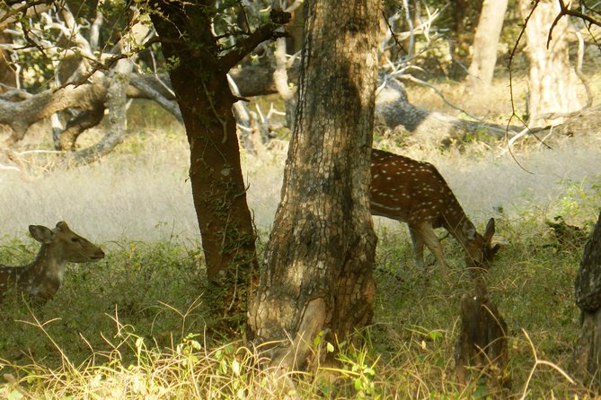 Best of Rajasthan With Ranthambore - Booking and Pricing Information