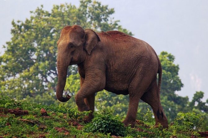 Bhubaneshwar to Bhitarkanika & Similipal Tiger Reserve Tour - Safari Experiences