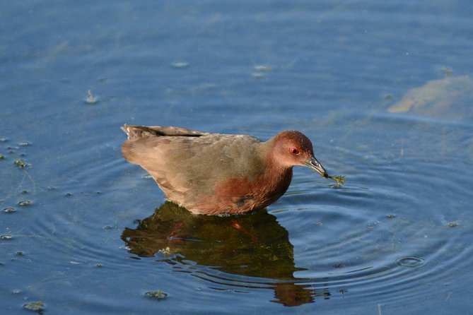 Birdwatching at Diyasaru Uyana From Mount Lavinia - The Sum Up