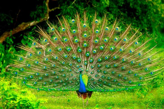 Birdwatching Safari in Udawalawe National Park From Mount Lavinia - The Sum Up