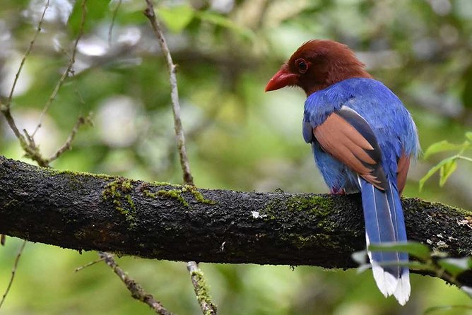 Birdwatching Walk in Sinharaja Rainforest From Mount Lavinia - Return Journey and Drop-off Points