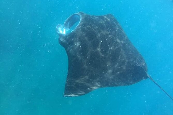 Daily West Nusa Penida Island and Snorkeling Tour With Lunch From Bali - Tips for Travelers