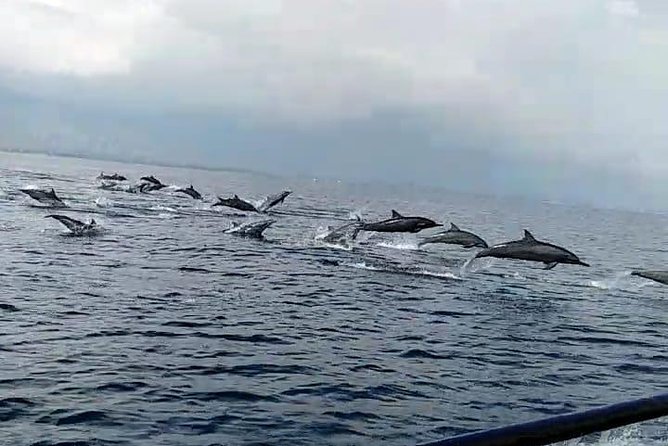 Dolphin Watching on Wildlife - The Sum Up