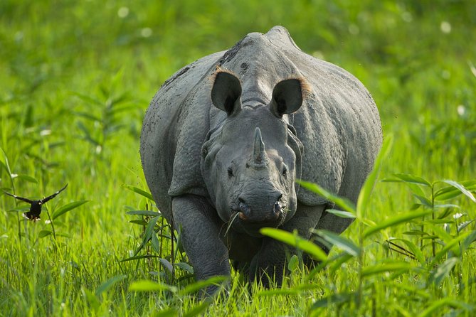Guwahai, Kaziranga & Majuli Island Tour - Frequently Asked Questions