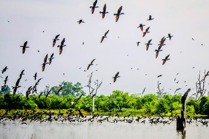 Kalametiya Bird Sanctuary Catamaran Bird Watching Tour - Frequently Asked Questions