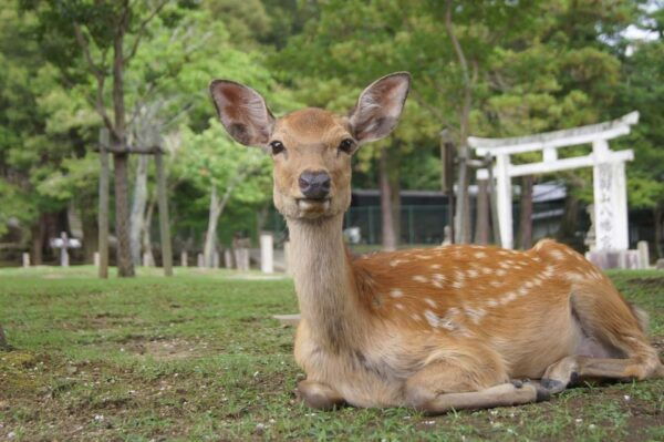 Kansai 10-Hour Chartered Day Trip｜Nara City - Tips for a Great Experience