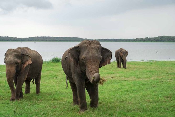 Kaudulla National Park Private Safari - Group Exclusivity
