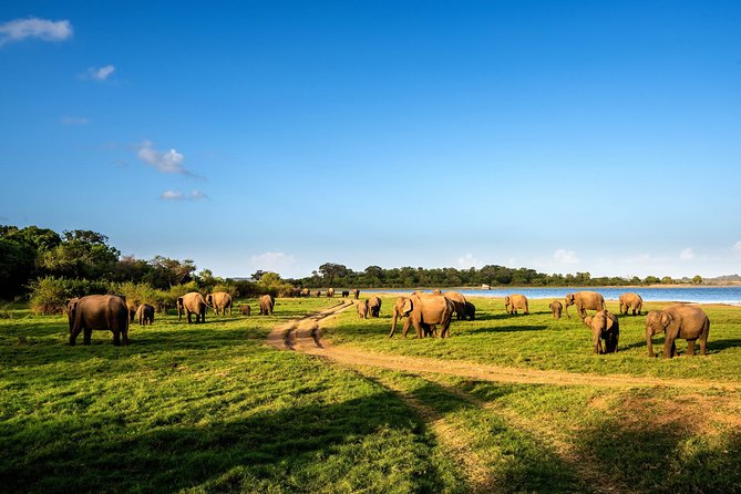 Minneriya National Park Private Safari From Habarana - Directions