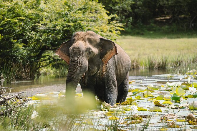 Morning Private Safari at Bundala Park by Yala La Safari Tours - The Sum Up