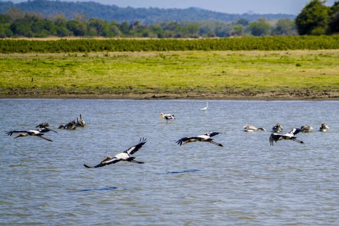 Polonnaruwa Ancient City and Wildlife Safari From Colombo - Directions and Logistics
