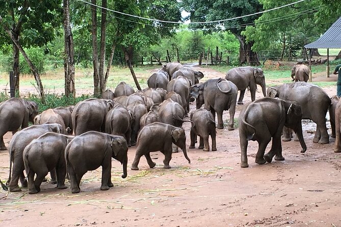 Private Udawalwe Jeep Safari Galle From Bentota Kalura Hotels - Additional Details and Recommendations