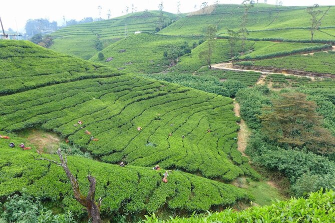 Tea Plucking and Tea Factory Tour From Kandy - Additional Details