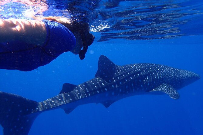 Ukulhas Tour D - Whale Shark Snorkeling & Coral Garden Tour - Operator Information