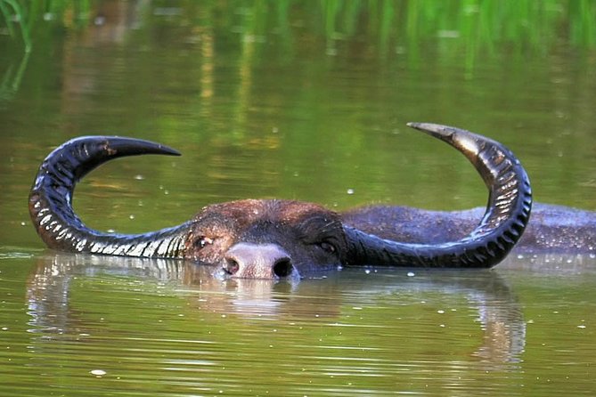 Wild-Life Tour Of Sri Lanka - 10 Days - Wildlife Spotting
