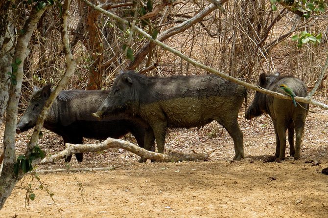 Yala National Park Safari From Ella - The Sum Up