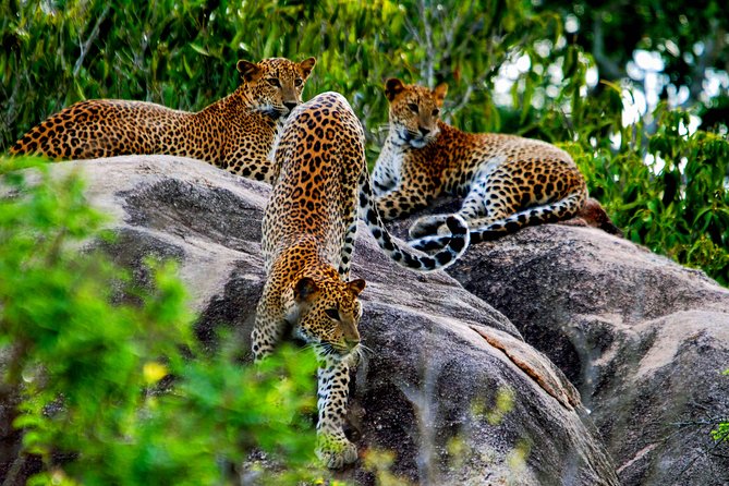 Yala National Park Safari From Unawatuna - The Sum Up