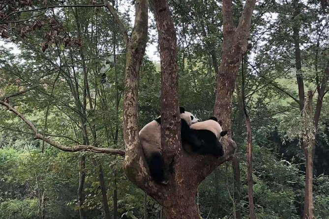 4-Hour Private Trip to Chengdu Giant Panda Research Center - Miscellaneous Details