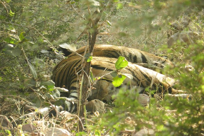 Best of Rajasthan With Ranthambore - Frequently Asked Questions