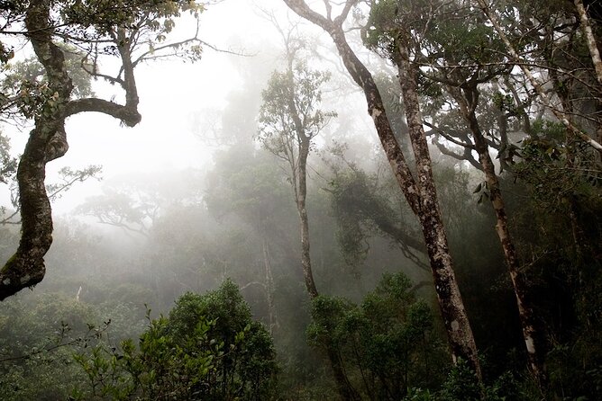 Birdwatching Walk in Sinharaja Rainforest From Mount Lavinia - Frequently Asked Questions