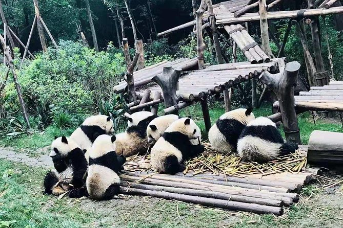 Chengdu Panda Tour and Shu Culture Discovery - Operator Information