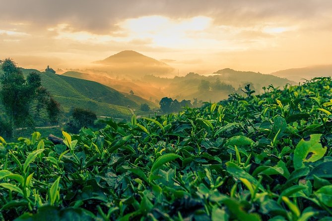 Join Transfer : Taman Negara National Park (Kuala Tahan) to Cameron Highlands - Regulations and Prohibitions