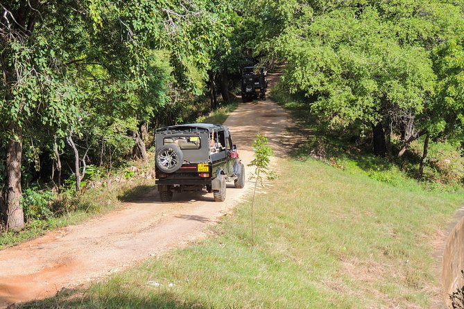 Kaudulla National Park Private Safari - Tips for Rare Albino Axis