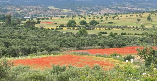 Madrid: Unspoiled Spain for Foodies & Nature ❤️'s - Why Choose This Tour