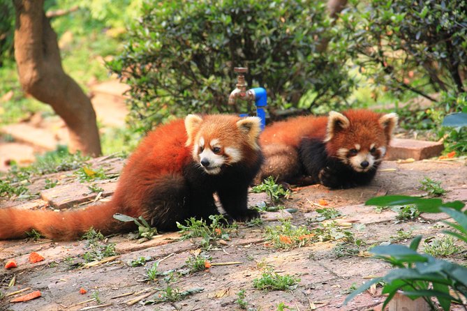 Panda Tour and Chengdu Culture City Walk - Booking and Cancellation Policy