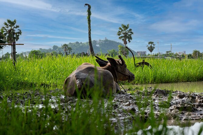 Plough to Plate: Be a Rice Farmer in Phetchaburi From Hua Hin - The Sum Up