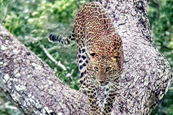 Private 02 Day Leopard Safari in Yala From Bentota - Experience Yalas Wildlife