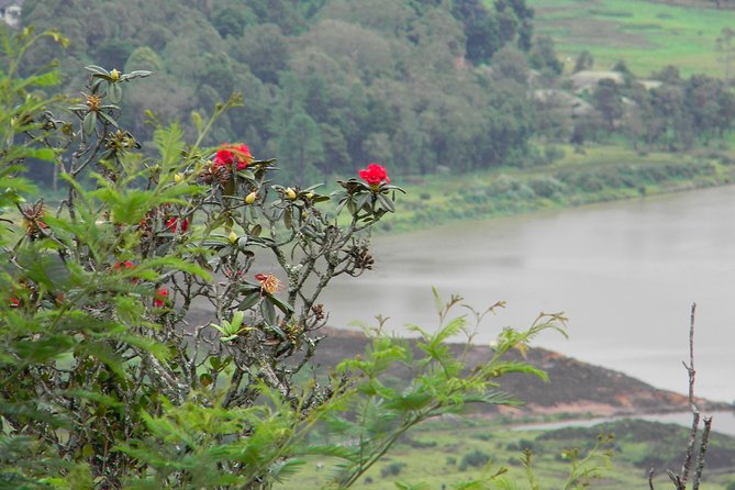 Single Tree Hill Hike From Nuwara Eliya - Safety and Well-being Guidelines