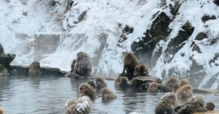 A Memorabele Snow Monkey Park & Zenkoji Temple Private Tour - Tour Overview and Pricing