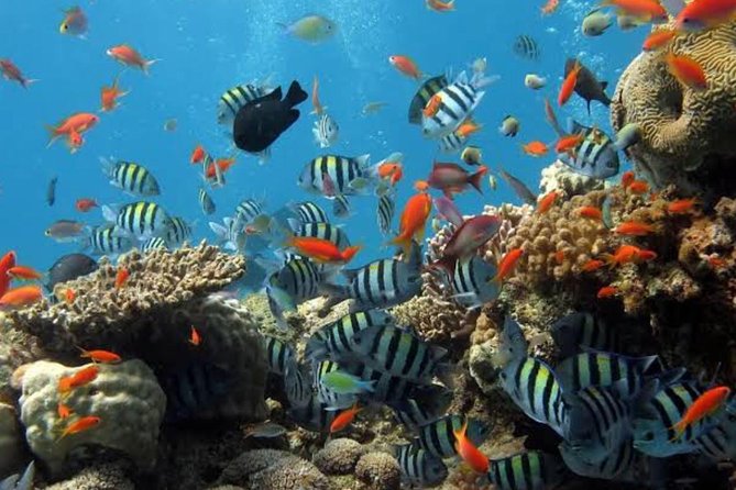 All Inclusive: Bali Snorkeling at Blue Lagoon and Tanjung Jepun - Good To Know