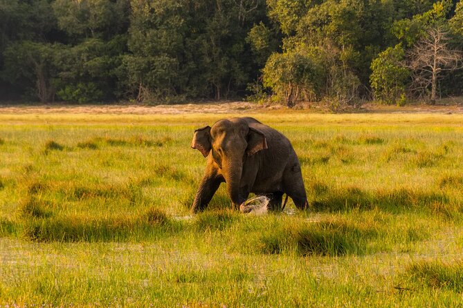 All Inclusive Yala National Park Full Day Safari - Good To Know