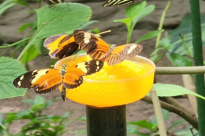 Banteay Srei, Banteay Samre and Butterfly Centre - Good To Know