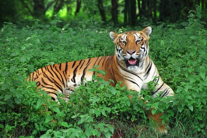 Bhubaneshwar to Bhitarkanika & Similipal Tiger Reserve Tour - Good To Know