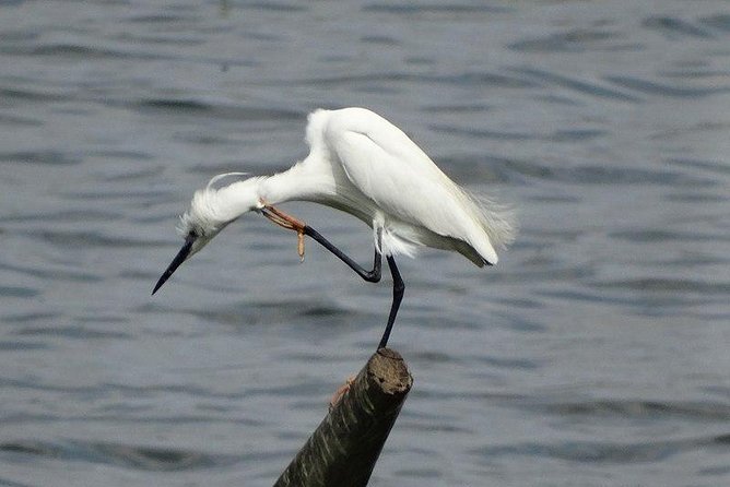 Bird Watching Tour at Bhandup, Mumbai - Good To Know