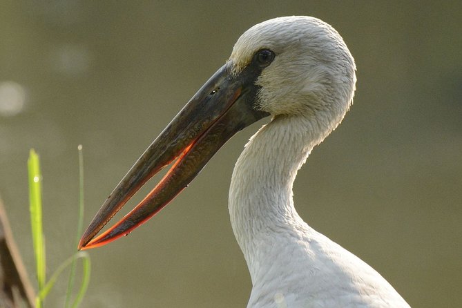 Birdwatching at Diyasaru Uyana From Mount Lavinia - Good To Know
