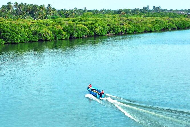 Birdwatching Boat Ride in Muthurajawela Marsh From Mount Lavinia - Good To Know