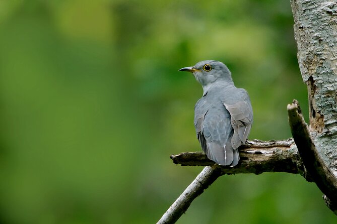Birdwatching Forest Trek in Kitulgala From Mount Lavinia - Activity Overview