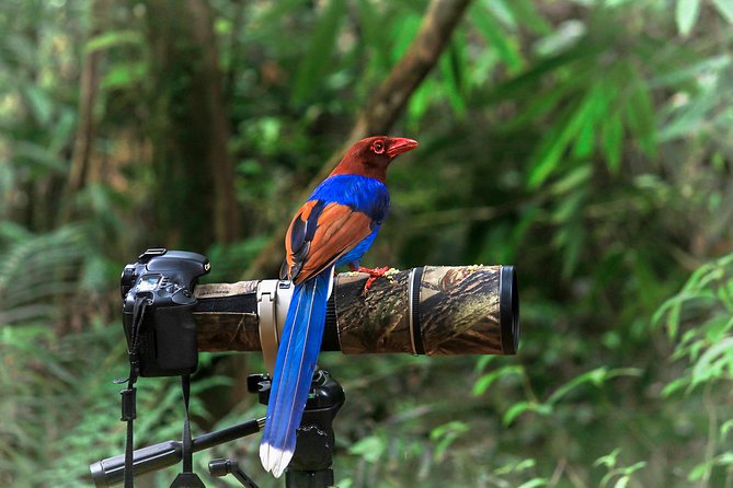 Birdwatching From Sinharaja Rainforest - Good To Know