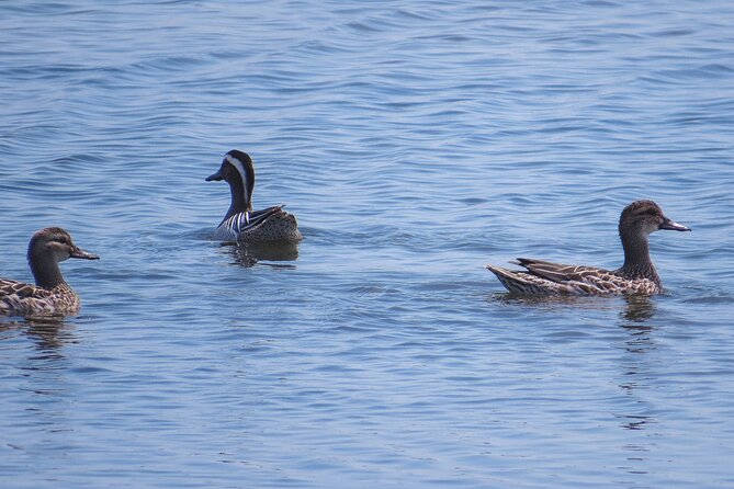 Birdwatching Safari at Kumana National Park - Good To Know