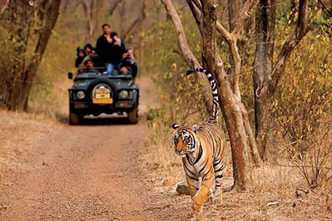 Book Sariska Tiger Reserve Tickets (Skip The Line) - Good To Know