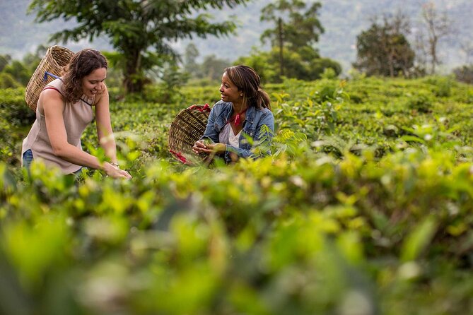 Ceylon Tea Tour (5 Days) - Good To Know