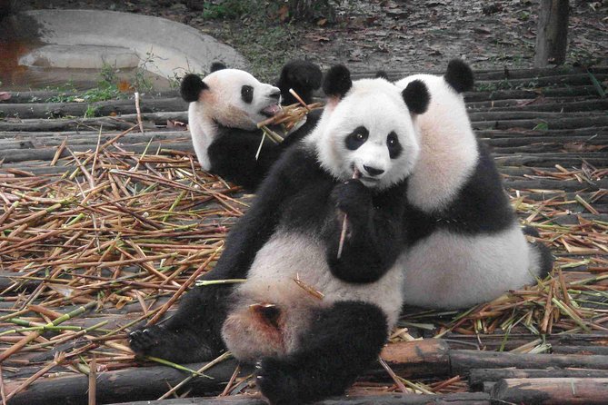 Chengdu Giant Panda Leisure Private Tour - Good To Know
