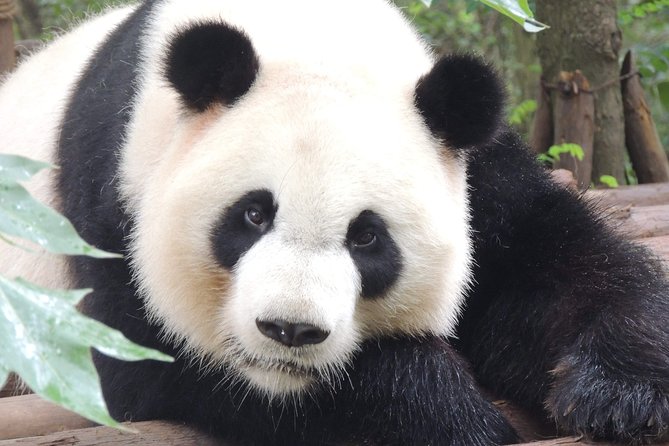 Chengdu Panda Base Day Trip From Beijing by Air Plus Martial Marquis Temple - Good To Know