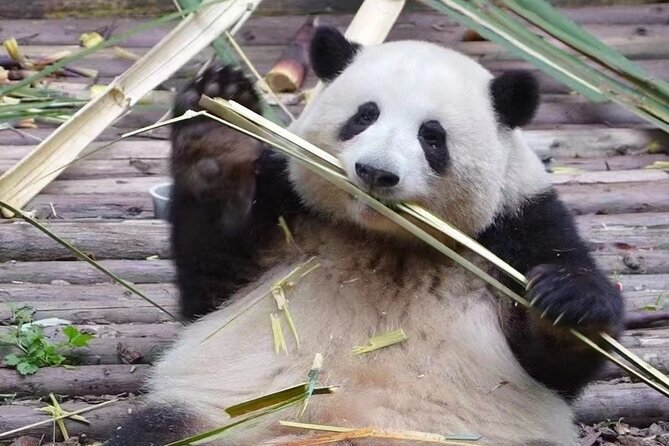 Chengdu Panda Base Visit Sichuan Cuisine Learning Experience - Good To Know