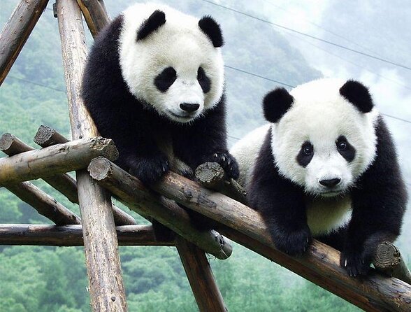 Chengdu Panda & City Tour: Your Ultimate Experience - Good To Know